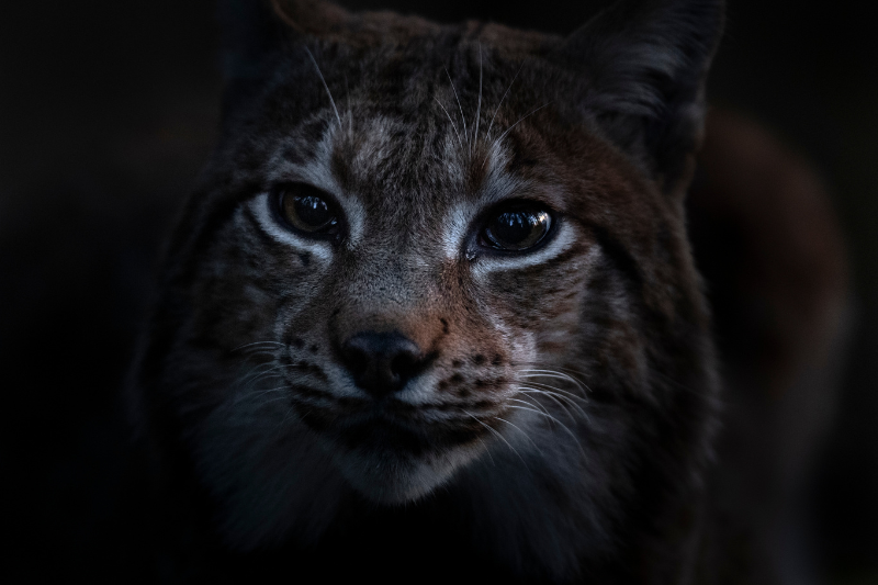 Whispers in the Woods (2025)