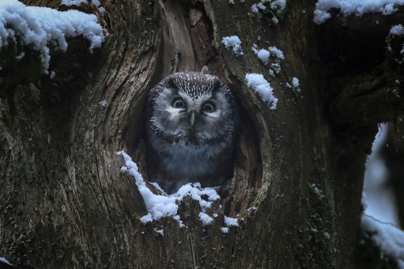 Whispers in the Woods (2025)